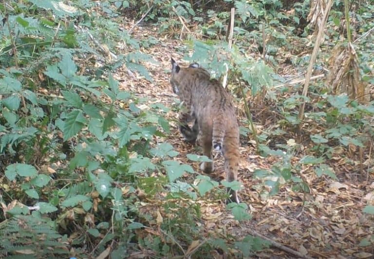 Urban wildlife wikipedia image